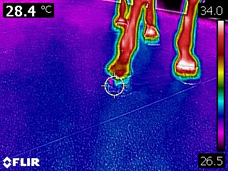 Termografía tomada después de la aplicación, con otra vista de las manos: lectura de 28,4 °C