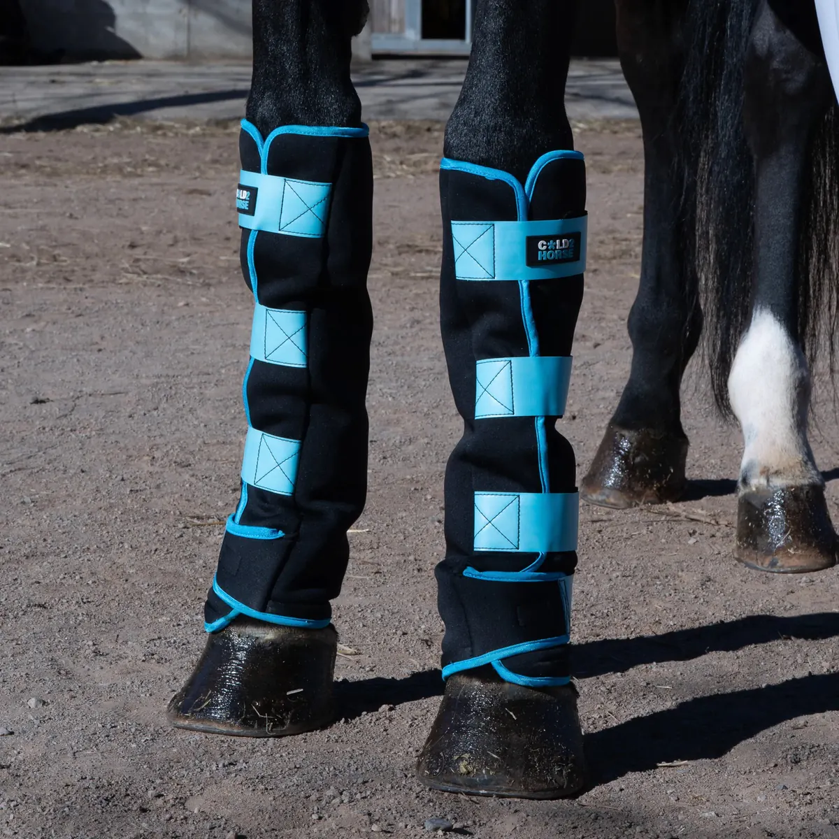 CryoBoots colocadas sobre las cañas de un caballo negro en la pista